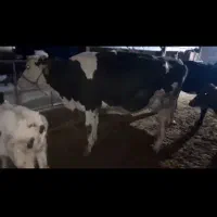 گاو وگوساله سیمینتال|حیوانات مزرعه|ماهیدشت, |دیوار