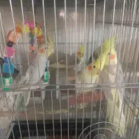 عروس هلندی