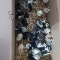 جوجه مرغ گلین