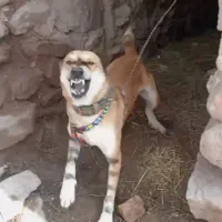 واگذاری سگهای نگهبان و گوسفندی