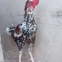 فروش یا معاوضه خروس لاری