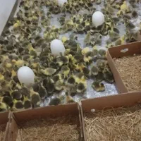 جوجه غاز و قو غاز .تخم نطفه دار
