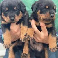 توله روتوایلر