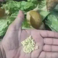 فروش تخم حلزون