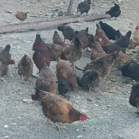 50تا مرغ تخم گذار