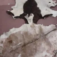 پادری خز پوست طبیعی