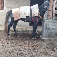 اسب کبود ۳ ساله