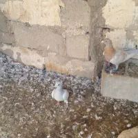 فروش کبوتر|پرنده|نی‌ریز, |دیوار