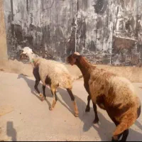 گوسفند ابس جوان بره|حیوانات مزرعه|گنبد کاووس, |دیوار