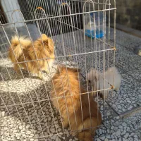 پامرانین ماده دو قلاده|سگ|محمودآباد, |دیوار