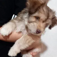 توله سگ باهوش و بازی گوش ۵ ماهه