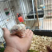 گرینچیک|پرنده|نیشابور, عدالت|دیوار