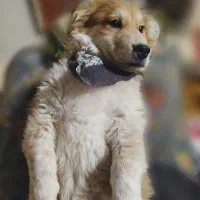 سگ گمشده|حیوانات|مشهد, مشکینی (شهرک غرب)|دیوار