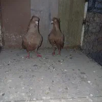 زرد،دمسفید نروماده