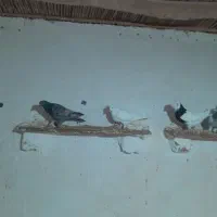 کبوتر فروشی|پرنده|سمنان, |دیوار