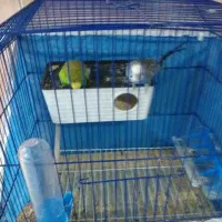 مرغ عشق|پرنده|نورآباد, |دیوار