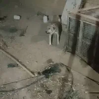 سک افغانی نر دوساله|سگ|جونقان, |دیوار