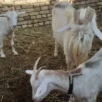 بزغاله ماده سانن ونر بز سانن|حیوانات مزرعه|تربتحیدریه, بازار|دیوار