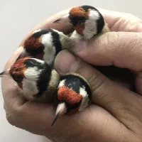 سهره سمیرم،شهرکرد،تبریز