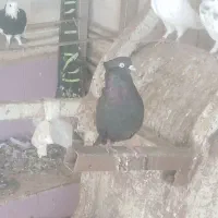 نوچه صرب و زاغ آبادانی|پرنده|جیرفت, |دیوار