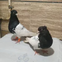 گله سیاه