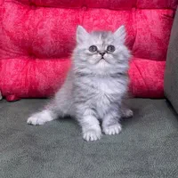 بچه گربه های بانمک و اشرافی(پرشین بریتیش اسکاتیش)|گربه|رشت, گلسار|دیوار