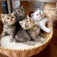 حرآا ج قصر طلایی گربه های نادر و اشرا فی بغلی