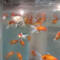 انواع ماهی گلدفیش|ماهی|آمل, |دیوار