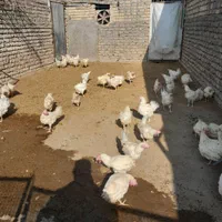 مرغ سفید ماشینی وخروس سیاه