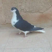 کبوتر خوشرنگ سیاه