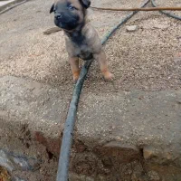 سگ مالینیوز