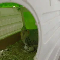 سه عدد عروس یه جفت نر وماده یکی نر کیه مینا سخنگو