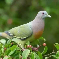کبوتر گمشده