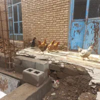 مرغ|حیوانات مزرعه|لیلان, |دیوار