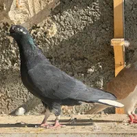 ۱۳ ماده پرشی   به شرط دانه ۲۵۰