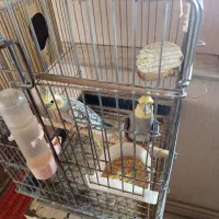 مولد عروس هلندی با قفس لونه