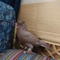 کبوتر راعبی سرخ نر . کفتر کاکلی پاپر تزئینی|پرنده|تهران, مینای جنوبی|دیوار