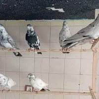 کبوتر.کفتر.شهرستانی (زوردار)|پرنده|کرمانشاه, |دیوار