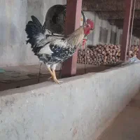 خروس لری|حیوانات مزرعه|بروجرد, |دیوار