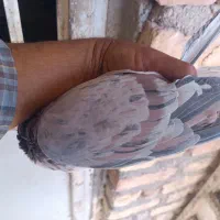 کبوتر شهری ونقره ای نر|پرنده|مرودشت, مختارآباد|دیوار