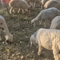 بره نر|حیوانات مزرعه|رابر, |دیوار