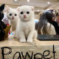 اسکاتیش سفید اصل