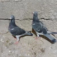 کبوتر مسافتی جان اردن|پرنده|رامیان, |دیوار