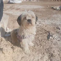 فروش|سگ|قهدریجان, |دیوار