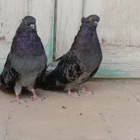 کبوتر زینتی