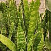 سانسوریا کراواتی ابلق