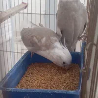 عروس هلندی