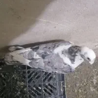 پلنگ کرمونی|پرنده|تربت‌حیدریه, بی بی حسنیه|دیوار