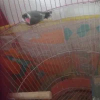 فنج البینو نر