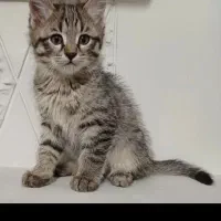 واگذاری گربه